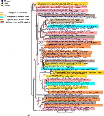 Diversity and Applications of Endophytic Actinobacteria of Plants in Special and Other Ecological Niches